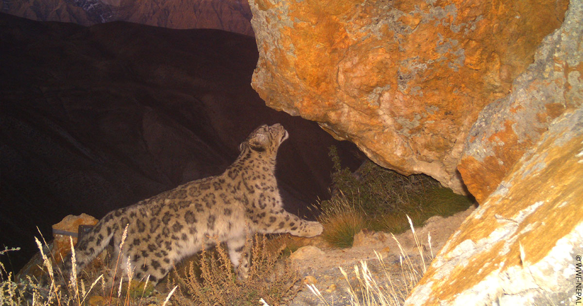wwf_uk's tweet photo. It’s #WorldSnowLeopardDay!

To celebrate, here are some incredible camera trap images from @WWFNepal. We don’t know much about this elusive species, so with every sighting we learn a little bit more about their behaviour, their habitats, and how we can protect them. https://t.co/uH4sA8nmvQ