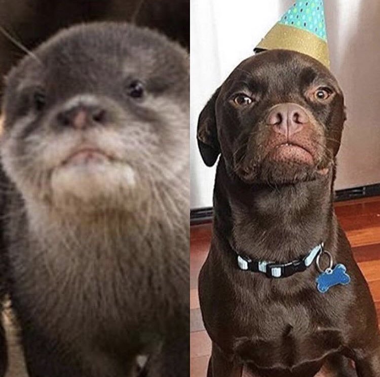 #MakeADogsDay This is Otter, he was supposed to be a 90LB chocolate lab but turned out to be a 45LB pug/lab/mutt. He’s a rescue and was found along with his siblings in the woods. He now lives a lavish life filled with treats and love 🐾. <a href="/subaru_usa/">Subaru</a>