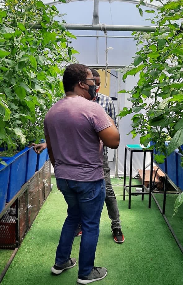 Sithabela_Fanie's tweet photo. Aquaponics, this is Agritechnovation watch the space #MalutiGoldenFarmsCoorp 1000 square meters pilot project. @malvolaar https://t.co/OI9eaDxEIo
