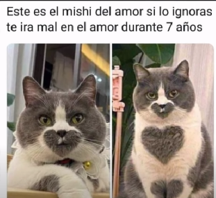 SofiaWhitefox's tweet photo. ❤+♻= te libras de la maldición del mishi del amor https://t.co/Q1WBBMEnwj
