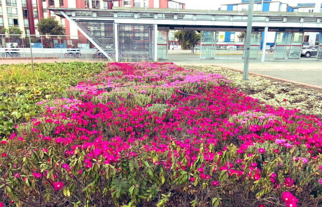 JloVerona's tweet photo. Un nuevo jardín en #transmilenio https://t.co/R37OZbFCGC