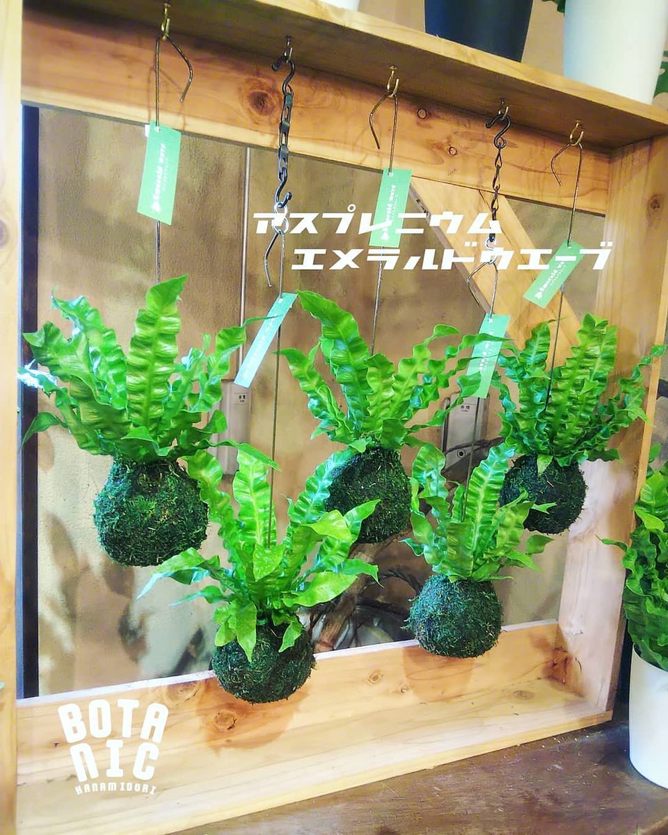 園芸専科 花見鳥 Hanamidori オススメ観葉植物のご紹介 アスプレニウム エメラルドウェーブ 葉っぱのクネクネがカワイイですよ アスプレニウム エメラルドウェーブ タニワタリ 杉本神龍園 観葉植物のある暮らし グリーンのある暮らし 観葉植物