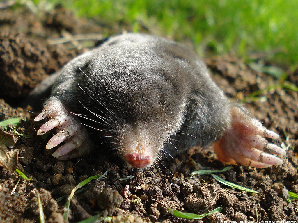 NobelPrize's tweet photo. Happy #MoleDay! Right now it's 6:02am on 23 October, aka, 6:02 10/23 in the US date format. Chemists out there will notice this date and time resembles Avogadro's number, a basic measuring unit, which defines the number of particles in one mole of substance. https://t.co/CNW5aK7eR5