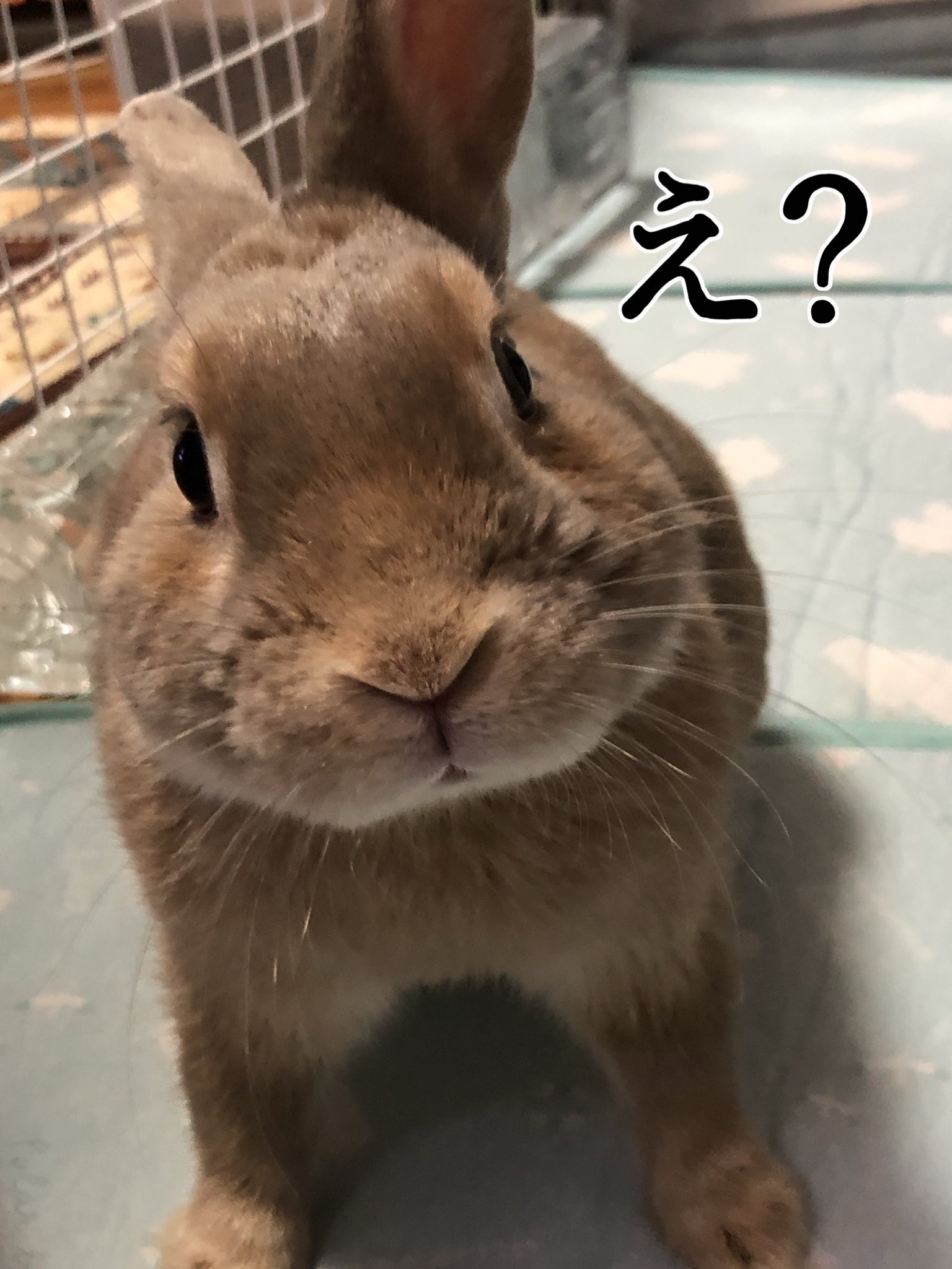 はるくんの姉 Usausaharukun Twitter
