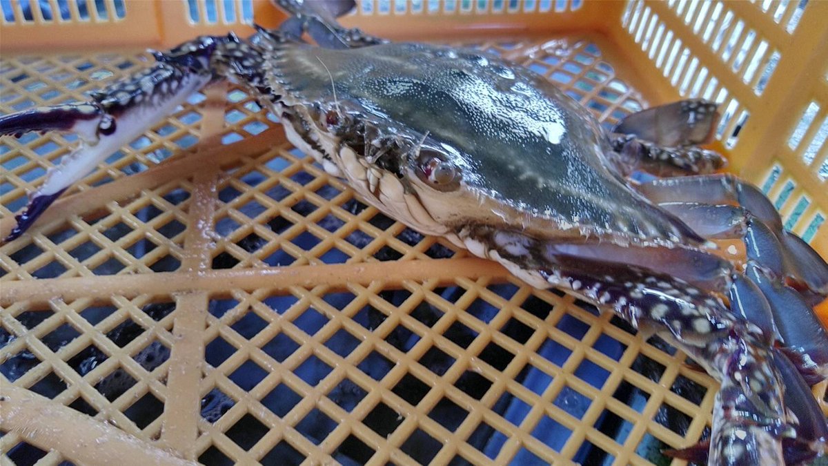 食べチョク 公式 On Twitter 24時間限定商品 あと数時間のみ 松島牡蠣屋さんの ワタリガニ 現在 市場でカニの価格が下がってしまいお困りです 鮮度にこだわった本当に美味しいワタリガニで 今回お得に商品を提供してもらっています この機会に食べて