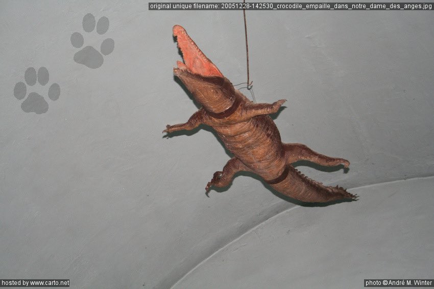 I continued looking into the ceiling crocodiles in churches and found this delightful chap from Tartarin de Pignans, who had the tongue sticking out, and as we all know, crocodilians cannot do this.More than likely to add to the dragon visage.