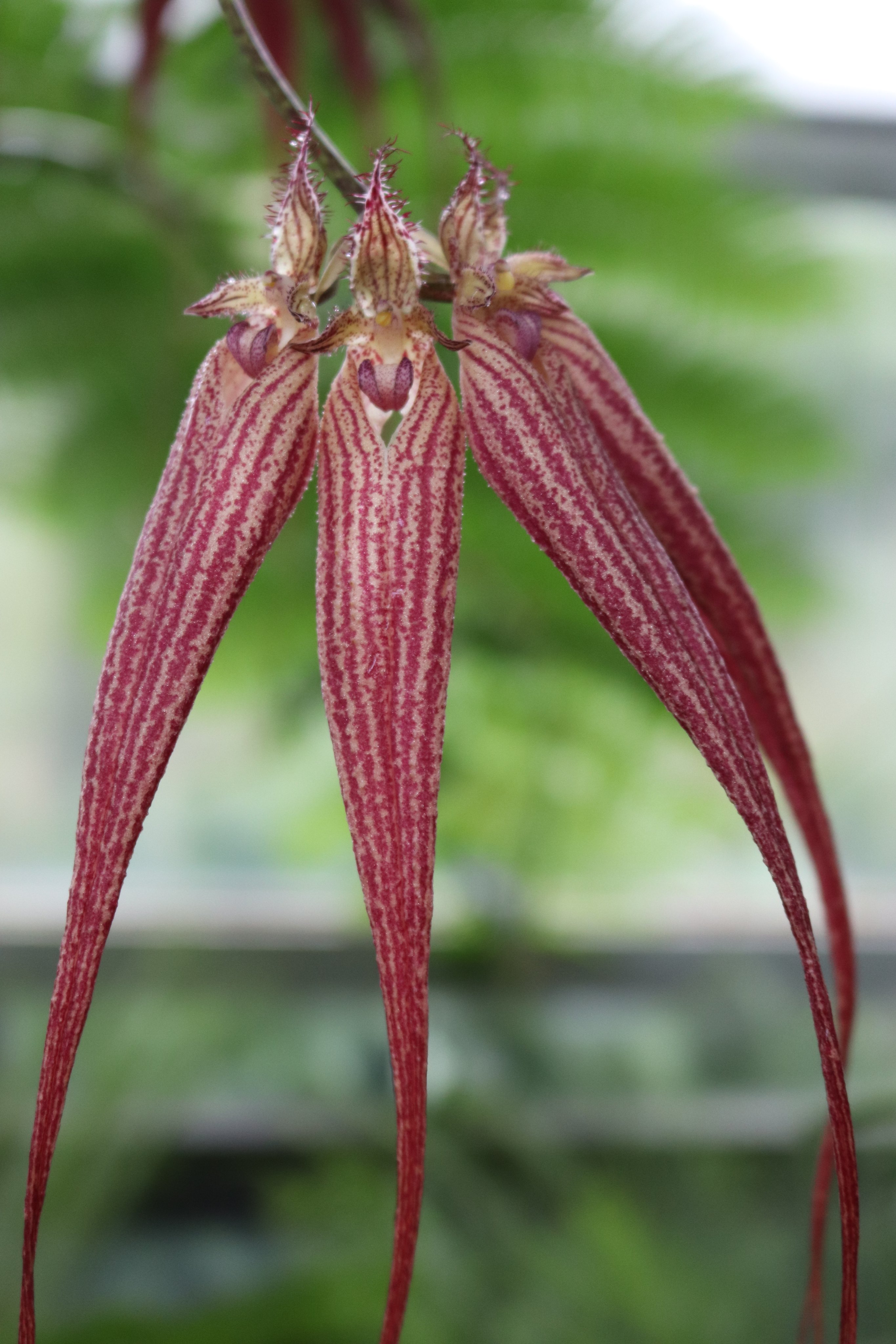 Twitter 上的 咲くやこの花館 熱帯雨林 植物室に咲くこのお花は ブルボフィルム エリザベスアン バックルベリー といって ラン科の植物です 風に吹かれると唇弁 矢印部分 が上下に揺れて 頷いている様に見えるんですよ 咲くやこの 花館 エア植物園 エア