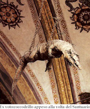 Btw I found a close up as well as older images of the crocodile in the Sanctuary of Santa Maria delle Grazie. I also found a better explanation for these crocodilians and they’re reason for being hung in church ceilings.
