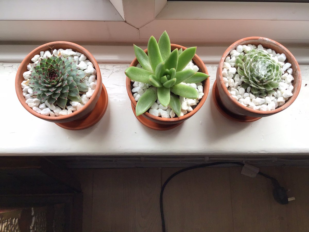 Three succulents in terracotta pots our latest offering for Christmas that different present 🎁 #succulents #fishfarm