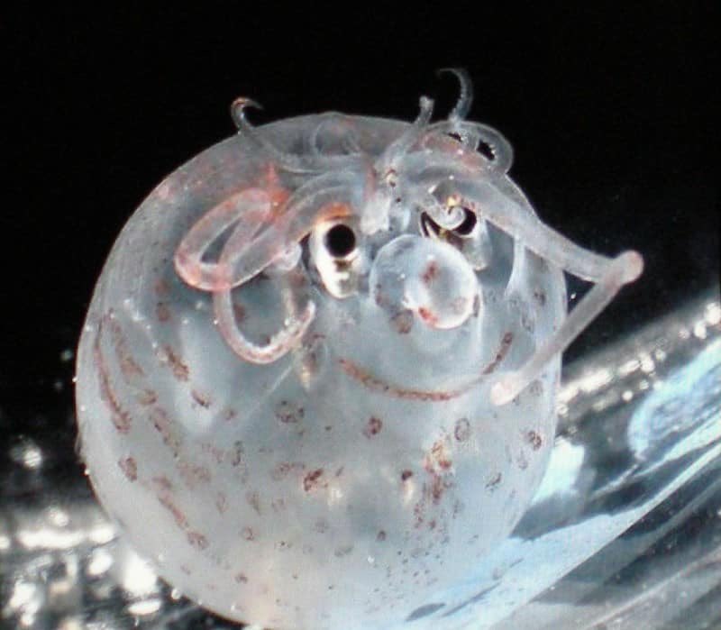 StTeresasRoch's tweet photo. Fun Fact Friday!
A piglet squid is the size of a small avocado and lives in the deep water of virtually all oceans living at about 100m. #cute #Oceans #RealLife https://t.co/vKXADHUmC1