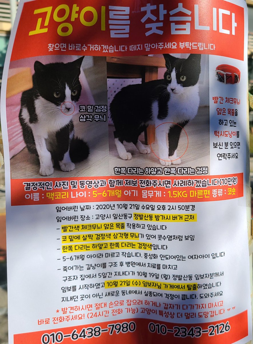 tiger_chestnut's tweet photo. 한번씩 봐주세요! 맥코리라는 턱시도고양이를 찾는다고 합니다🥺 https://t.co/7lJtaIGFPz