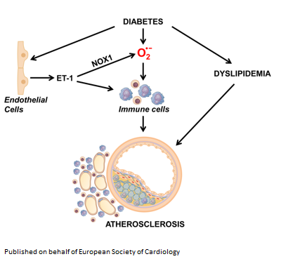 ESC_Journals's tweet photo. Is Endothelin-1 a NOXious stimulus? ET-1 overexpression promotes #atherosclerosis via NOX1-dependent ⬆️ #oxidative stress &amp; #inflammation in #diabetes - a rationale for ET-1 receptor antagonists https://t.co/gOAea9pbMu
@CVR_TomaszGuzik 
#CAD #CardioTwitter #CardiovascularResearch https://t.co/p8jM7PFkwW