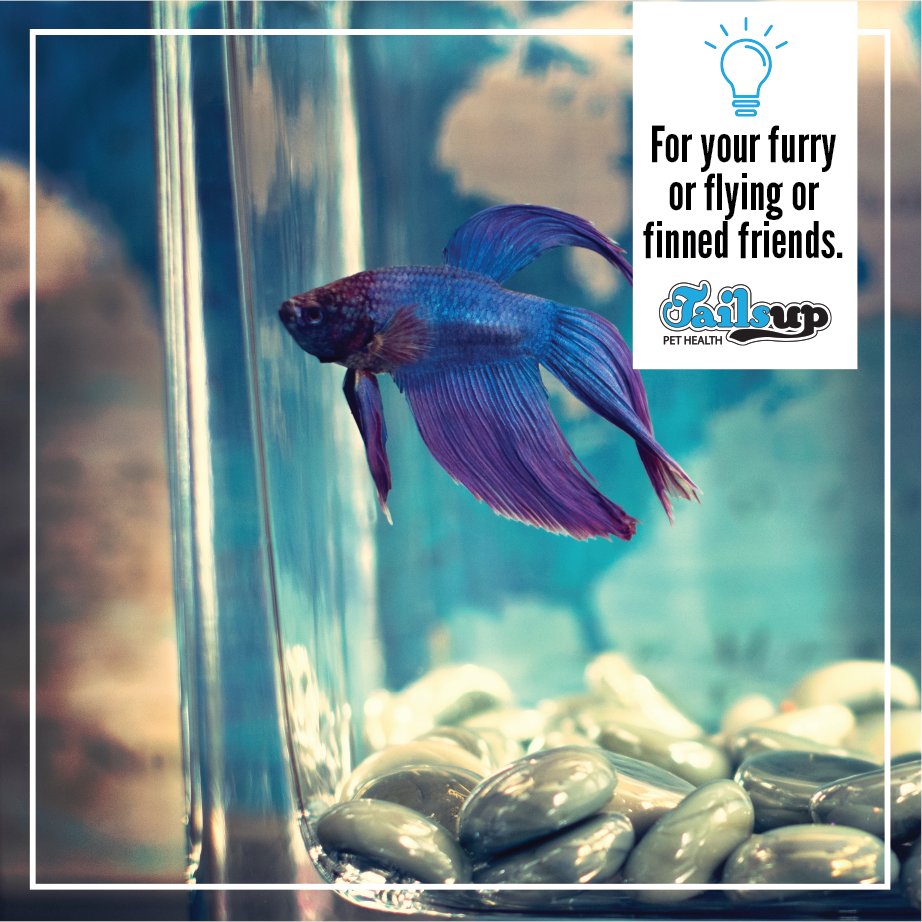 Have pets at home that need toys, food or chains? You have come to the right place, Tails Up Mount Edgecombe provides everything!
Contact us on 031 502 3221
#tailsup #petstore #petshop #pets #cat #dogs #petlovers #doglovers #petsupplies #cats https://t.co/CuzpPdD1g8