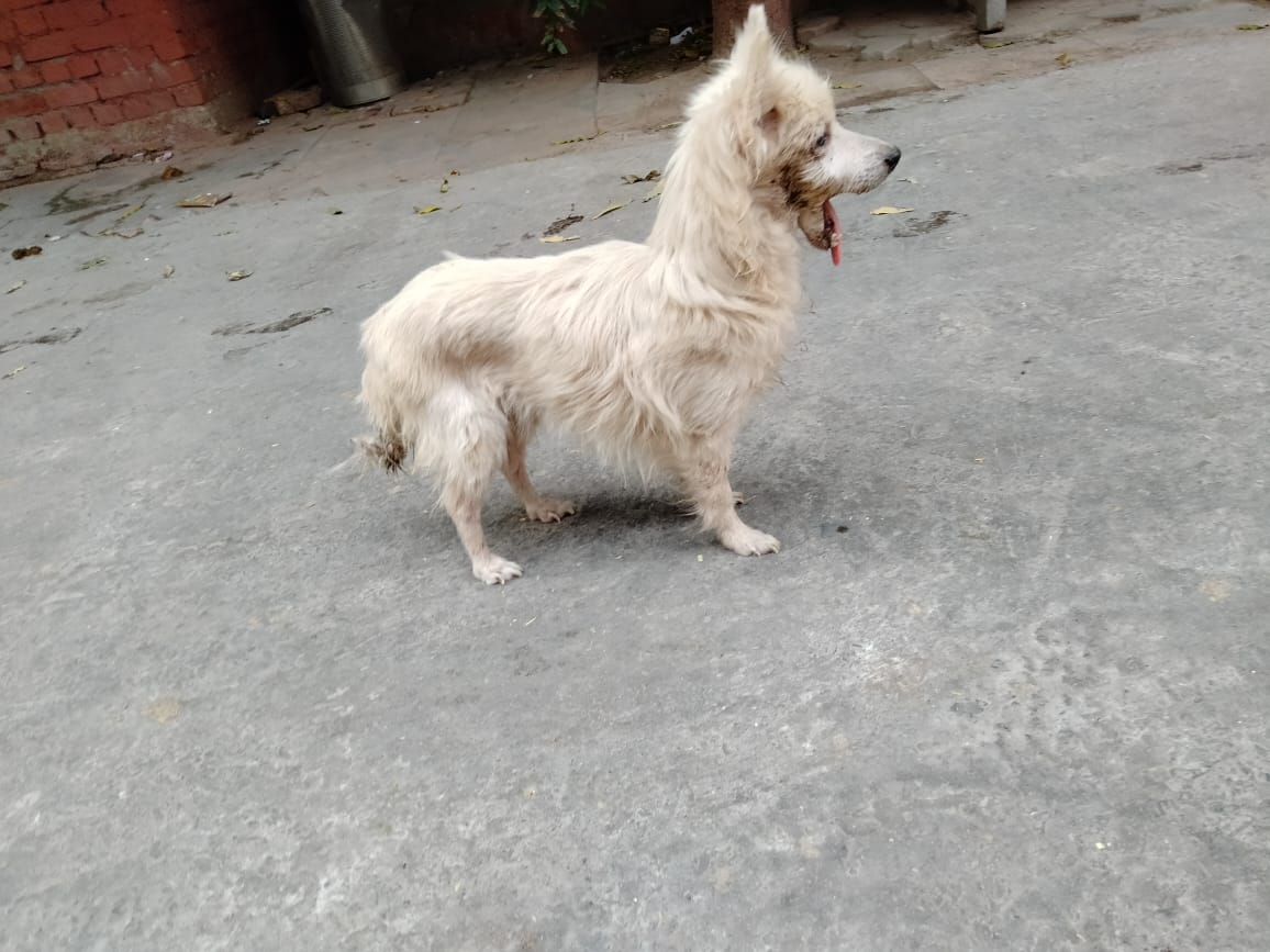 kaalicharan's tweet photo. Lucky, 3-year-old Pomeranian, has a fractured jaw. She cannot eat solids but manage to take in food that has been liquidized. 

Currently, in a shelter, she needs a loving family willing to get her jaw fixed by a good surgeon. https://t.co/tRDsSNm8jK

Contact 9871745109.

RT! https://t.co/96xncbn1xz