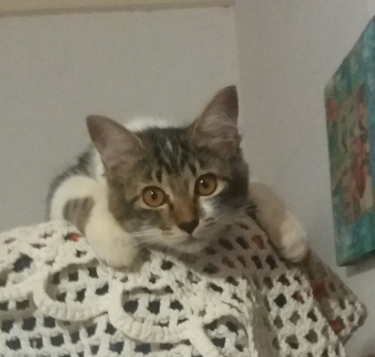 Cida15513907's tweet photo. Eu durmo onde eu quiser humana, até em cima do seu bebedouro 😂 😍😍 https://t.co/RZdhUdL4OI