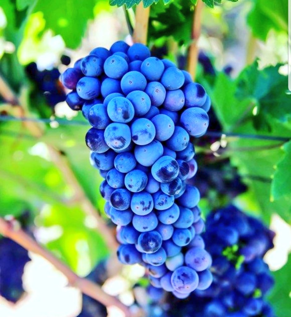 Bon Vegétit! tweet media