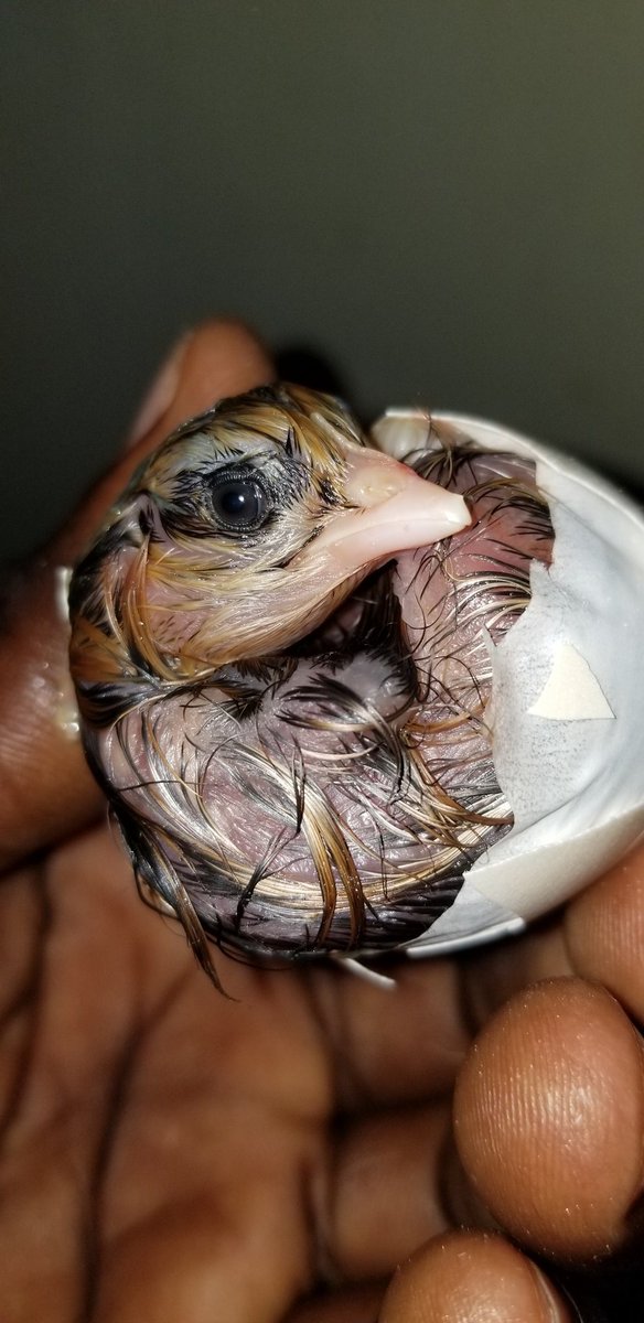 Hatching and Brooding ChicksPlanning to start hatching? You got your first batch of chicks but don't know what to do next? Let me take you through the interesting life of a chick. Eggs, embryo development, hatching and brooding depends on you 100%. So no buts. A Thread