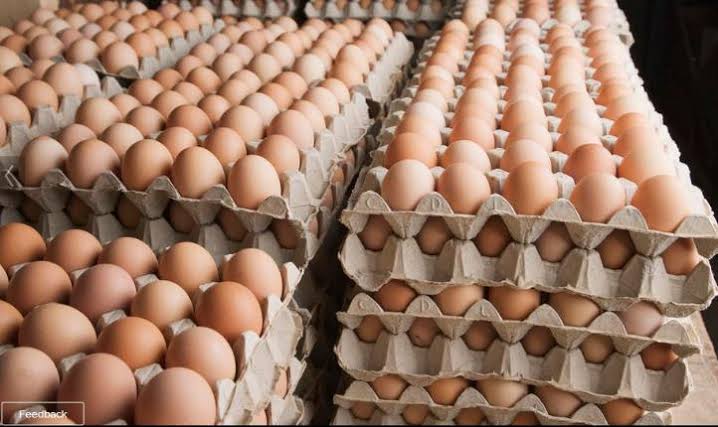 Don't depend on others to supply you eggs for incubation.Reasons:1. Most farmers are not keen on breeder stocks, lowering quality.2. Most farmers inbreed leading to poor quality chicks n unexplained deaths while growing. 3. Assured supply on need basis. No excuses. 4. Fresh