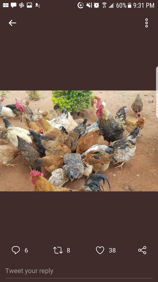 I must emphasize the need to avoid inbreeding. Ensure once you have established your hens, get the best quality cockerels from another farmer or hatchery. Don't raise and use cockerels from the same batch and hatchery. The number of cocks to hens should be 1:5~10. Keep clean eggs