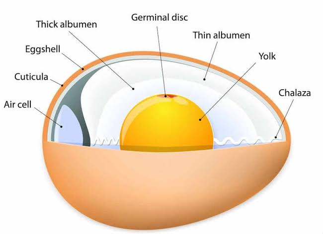 As you collect eggs for hatching, store them in a cool, dry, aerated and dark place. Light reduces hatching rate. Place them on trays sharp end facing down as the air sac is at the blunt side. Incubation eggs should be between 1 to 12 days old for best hatching.