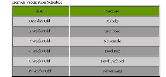 For the first 2 weeks, provide feeds and water 24/7 to ensure faster growth, thereafter switch to 12 hours. Hygiene is CRITICAL. Have boots at the entrance and disinfect before stepping in. Have a Vaccine schedule:For IndigenousDay 1:mareks. Week 1: Gumboro. Week 2: NCD.