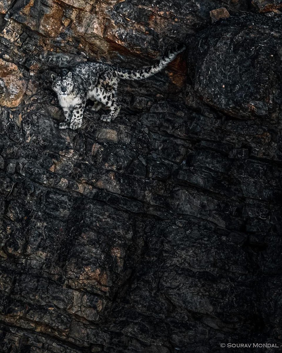The magical and Mystical animal ..
The Grey Ghost.. #SnowLeopard
#SnowLeopardDay
@RandeepHooda
@BonnConvention @chriseliroe
PC:@SouravM01 https://t.co/RyWlnbhJEK