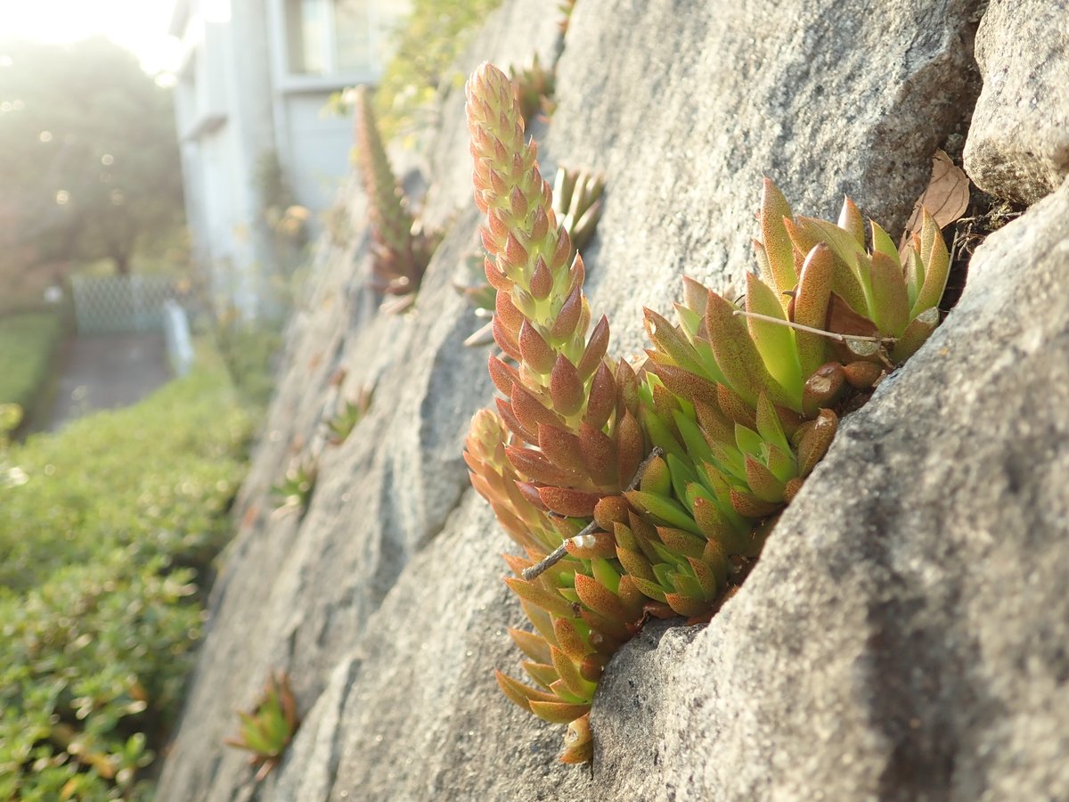 こんちゅう館前の石垣ではツメレンゲが蕾をつけています 日本在来の多肉植物で 複数の花をタワーのように咲かせます 職員が脇芽を 10 23 東区の動植物園 水族館 広島市森林公園こんちゅう館 まいにちを豊かに りっち こんちゅう館前の石垣ではツメレンゲが蕾をつけています 日本在来の多肉植物で 複数の花をタワーのように咲かせます 職員が脇芽を 10 23 東区の動植物園 水族館 広島市森林公園こんちゅう館 まいにちを豊かに りっち