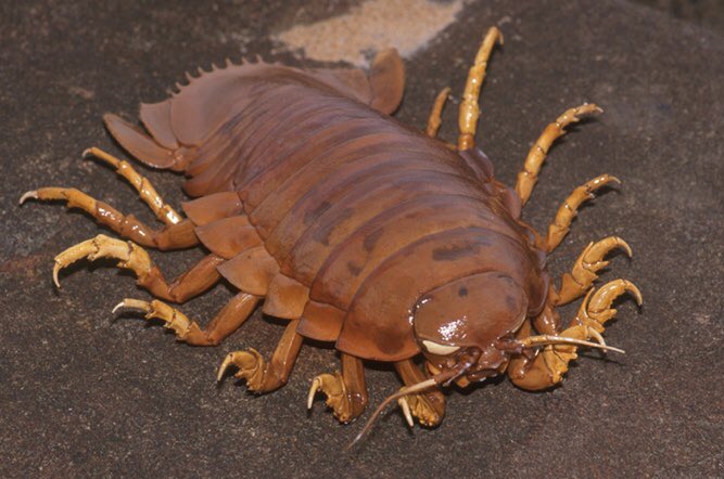 Check out this week’s Animal of the Week, the Giant Isopod, on Episode 12: Return of the Devils tomorrow at 6am Pacific! #AnimalOfTheWeek #GiantIsopod #MarineBiology #Wildlife #OceanOddities