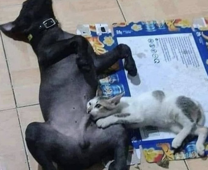 RealistaSafado's tweet photo. “Vamos com calma, eu sou tímida”

10 min depois: https://t.co/W0wV4R888c