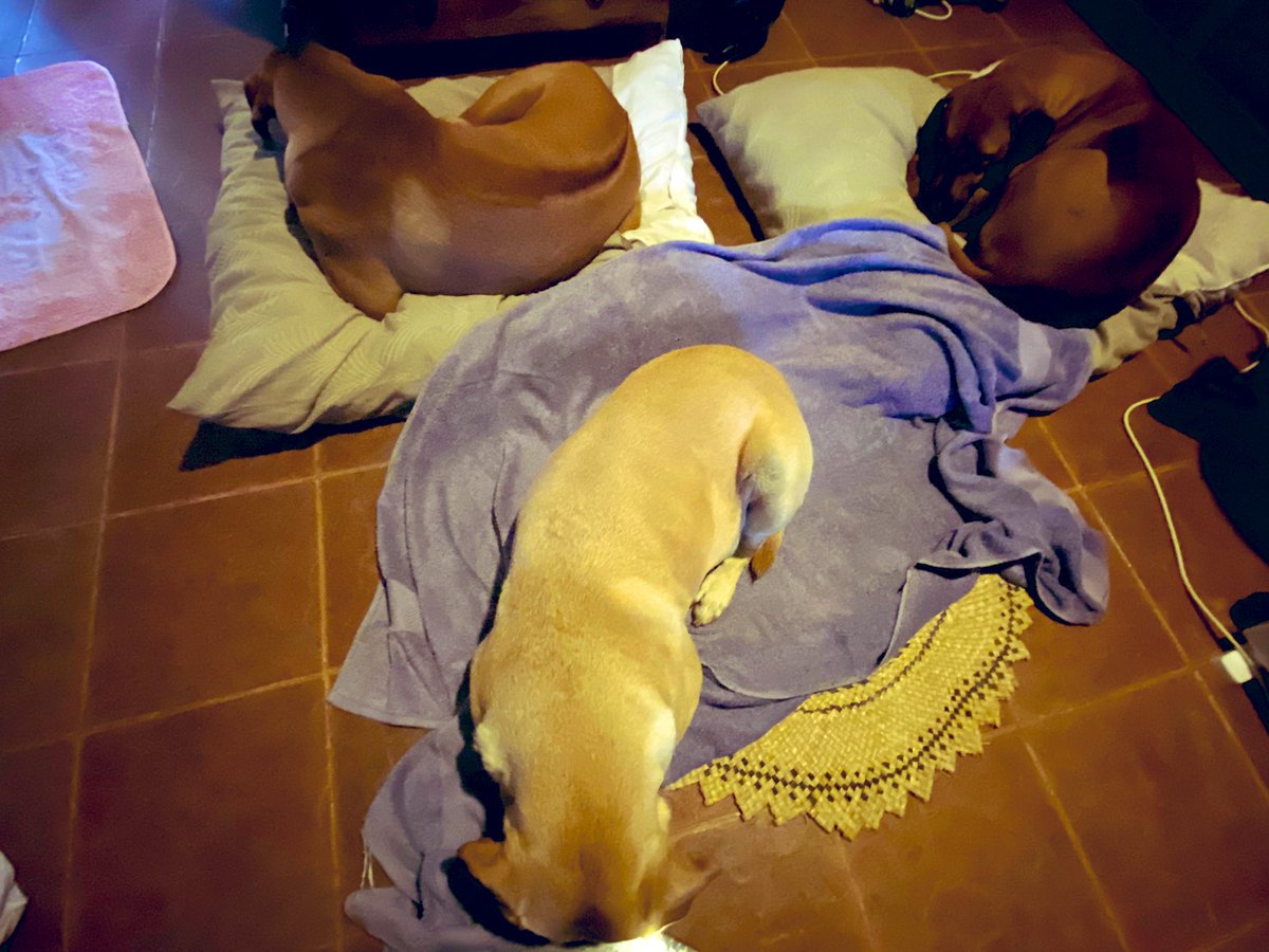 FurrrryB's tweet photo. Littlebit #lokini mode us gang ... any other #TeamFiji #furbabies in #lokinimode? https://t.co/24mFetLCx1