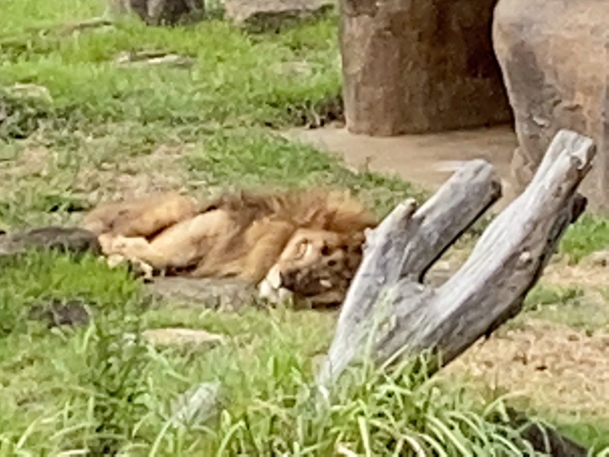 千葉市動物公園 公式 ライオン は夜行性 正しくは薄明薄暮 はくめいはくぼ 性です アレンやトウヤが朝方や夕方によく動いているのはこうしたわけです 千葉市動物公園では動物の特徴 に力点を置いた 特徴展示 に取り組んでいます ぜひじっくり観察