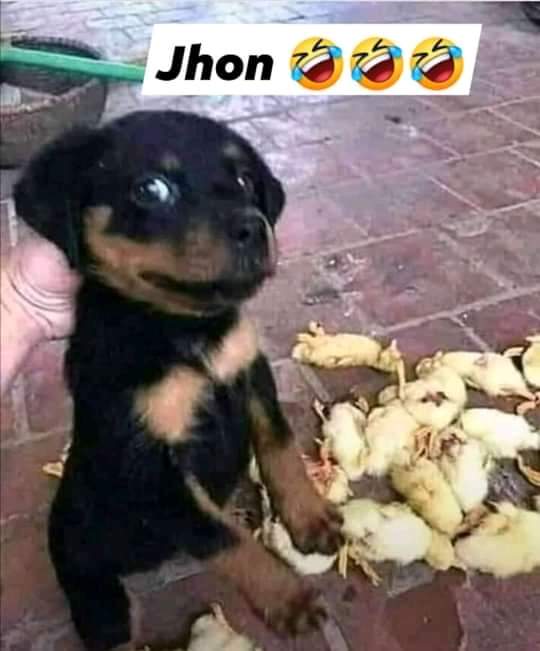 TumeloKganare's tweet image. #johnvuligatechallenge a very short story 😂😂😂