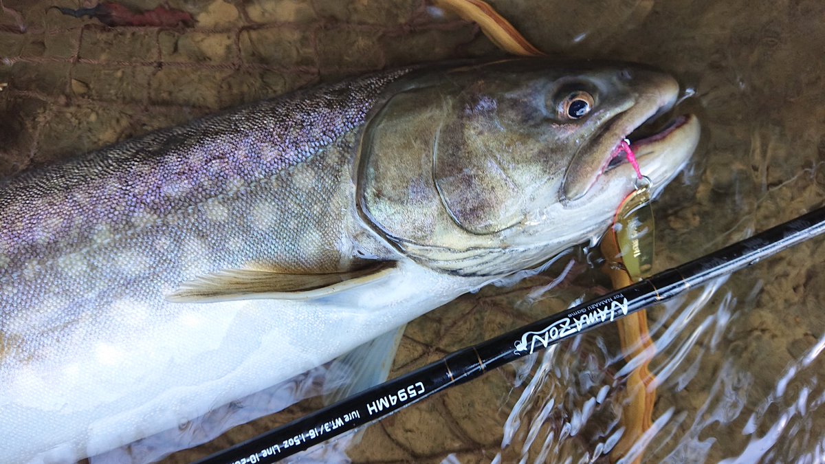 ナマゾン 旧ななおと アメマス河川3号を調査 開始早々にドン ツインクルスプーンna8 5gにて タックルハウス ツインクルスプーン Tailwalk ナマゾン