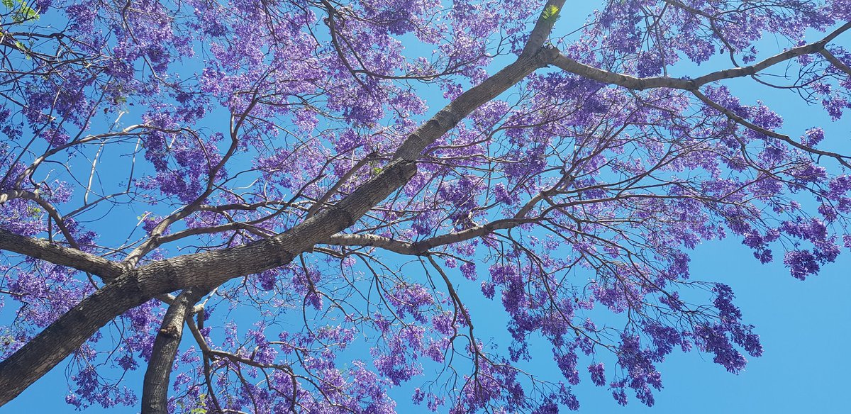 the Jacarandas are on!! ☀️😎🌈🚶‍♀️ #brisbane #westend #viewsofbrisbane