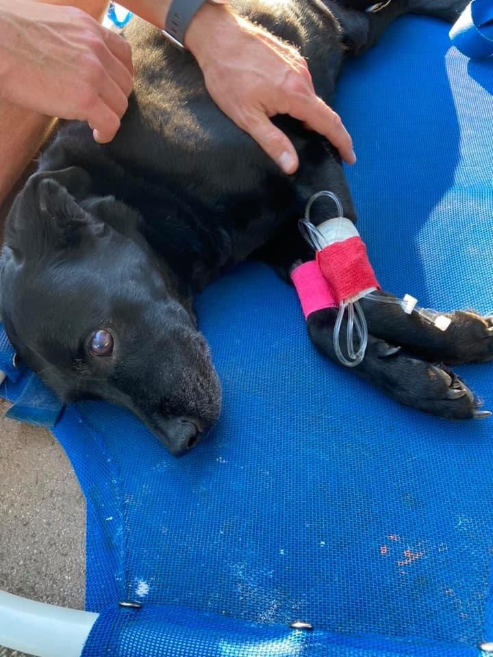 It’s time for you to go and see Ranger! I miss you sm and I love you Bullet! ♥️😞