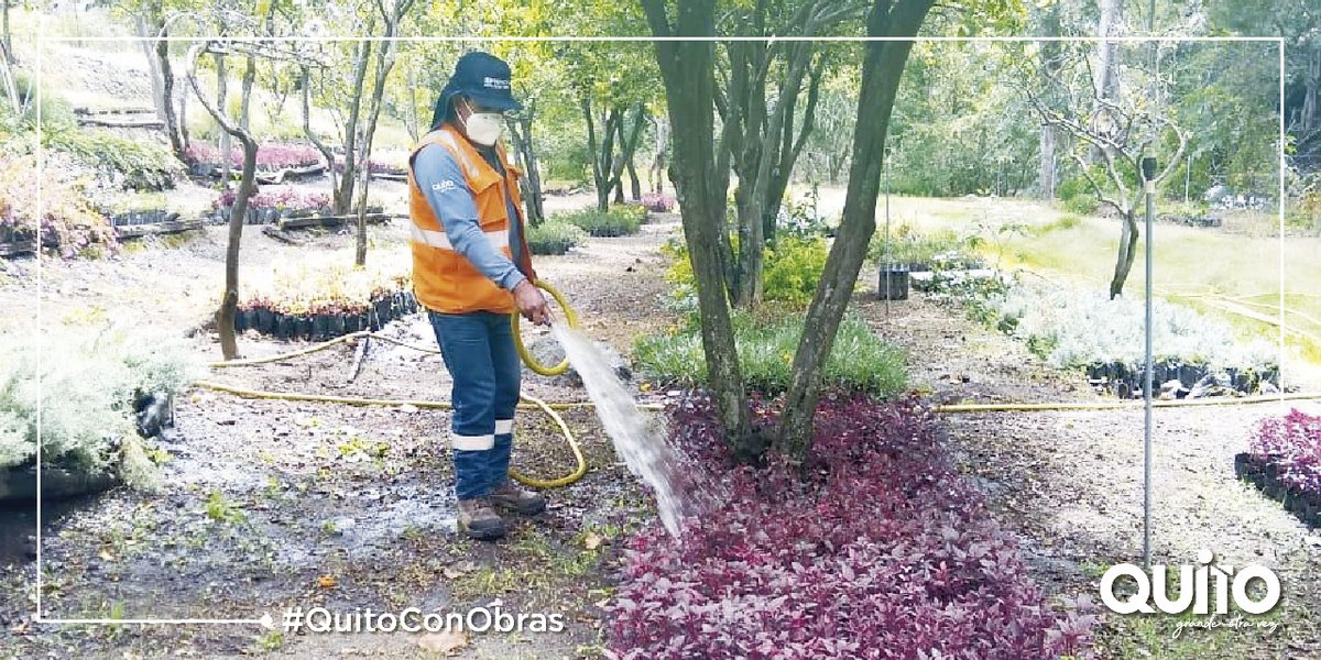ObrasQuito's tweet photo. 🌤️En los viveros de @ObrasQuito se realiza el deshierbe de plantas, preparación y riego de las especies ornamentales y arbóreas. 🌳🌺🌼¡Cuidamos de nuestras especies! #QuitoConObras https://t.co/yOZmfdRpBS