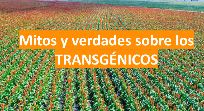 Mitos y verdades sobre los transgénicos
Hay muchas razones científicas, ambientales, económicas y más para oponerse a los transgénicos en la agricultura. 

No es un debate ideológico; sino uno multidimensional, que considera alimentación, biodiversidad, y un largo etc.
Hilo
1/25