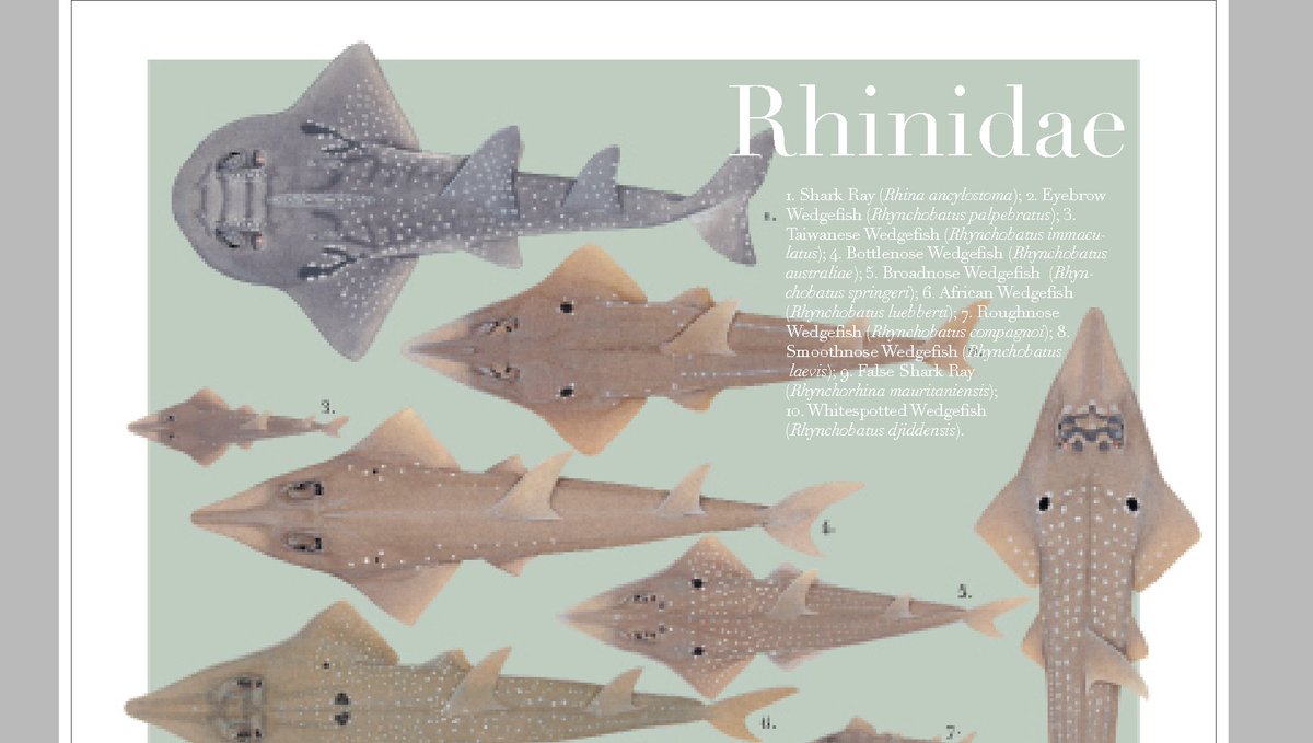 My FAVOURITE group the Wedgefishes (Rhinidae). Do you love them too? 
Limited print run so if you haven't got your order in by mid next month you will miss out. l8r.it/7PHN 

 #wedgefish #rhinidae  #flatsharkfriday #flatsharksneedlove2 #raysawareness