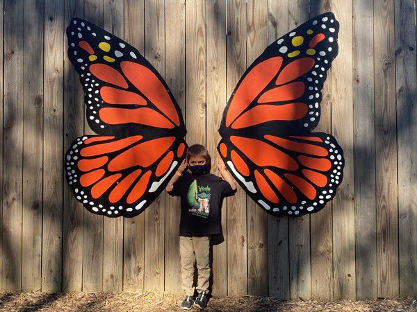 Wow!  2nd graders sure know how to spot Monarch butterfly wings.