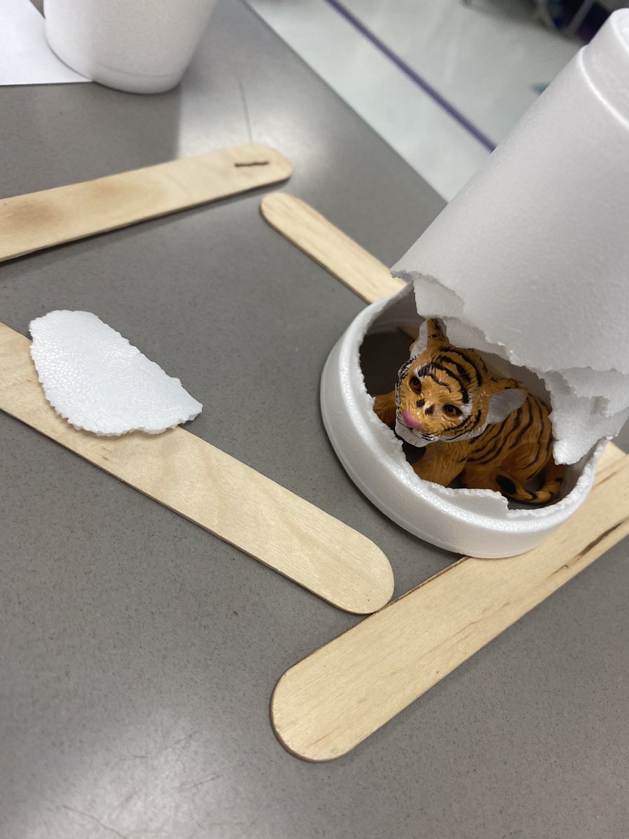 MsAshlynnsClass's tweet photo. We learned about habitats today. We built our very own habitats for our animals! It was so fun! They’re such smart cookies! 🍪 @WKUCEBS @WKUCEBS https://t.co/N26vqftVQe