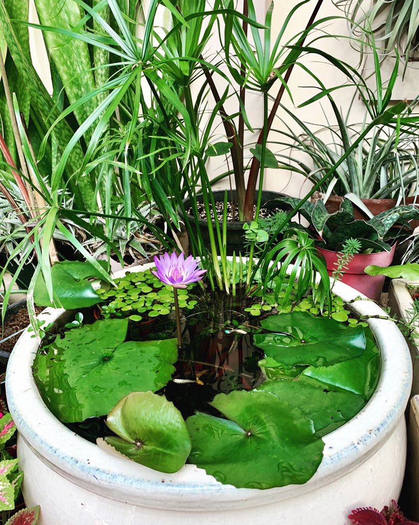 PlantChaser's tweet photo. Pondering by the pond. Blessed weekend. #pond #containerpond #watergarden #waterlily #flower #plants #cyperus #frog bits #parrotfeatherplant #plantphotography🌱 #garden #gardening #plantmakepeoplehappy #plantchaser https://t.co/DcUdruWycB
