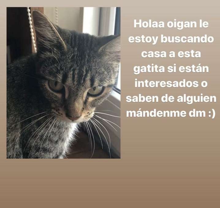 Esta gatita busca HOGAR
Tiene entre 6 a 8 meses es super cariñosa y esta buscando un hogar con una familia amorosa que la quiera.
Información vía DM
😍🥰😘😍🥰😘😍😘🥰😍😘🥰
<a href="/gatos_en/">Gatos en adopcion</a> <a href="/LordGatus/">Lord Gatus</a> <a href="/GatitosCdmx/">GatitosCdmxAyuda</a> <a href="/AGatunos/">Angeles Gatunos</a> <a href="/gatitos_qctd/">✨ Gatitos que curan tu depresión ✨</a> <a href="/mascotamx/">Adopta una mascota</a> <a href="/Adoptamex/">Adoptamex</a> <a href="/AdoptaCDMX/">AdoptaCDMX</a> <a href="/AdoptaApoyo/">Adopta Apoyo</a>