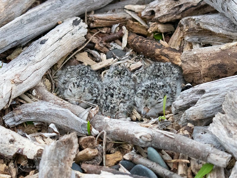 Louise Thomas tweet media