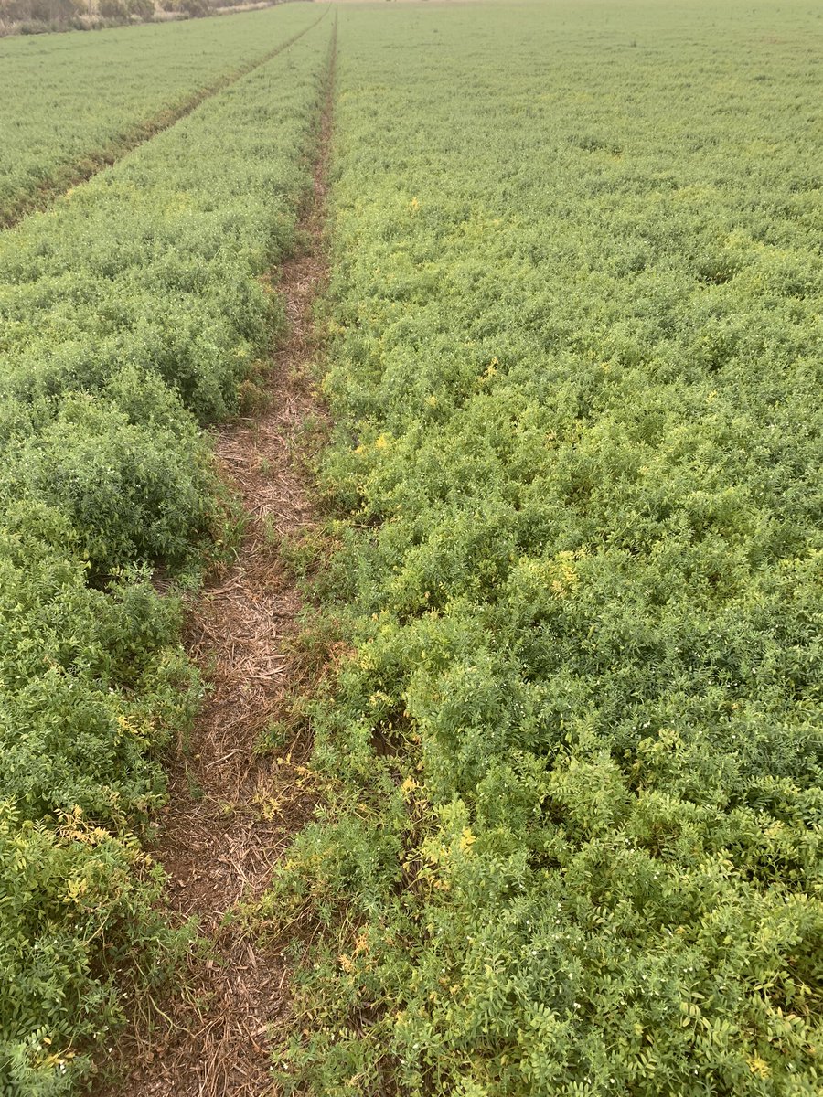 #Lentils in various stages across Avon to Barabba, a spray out line on earlier hurricanes that are within 10 days of harvest through to seeing late flowers that will fill to the top