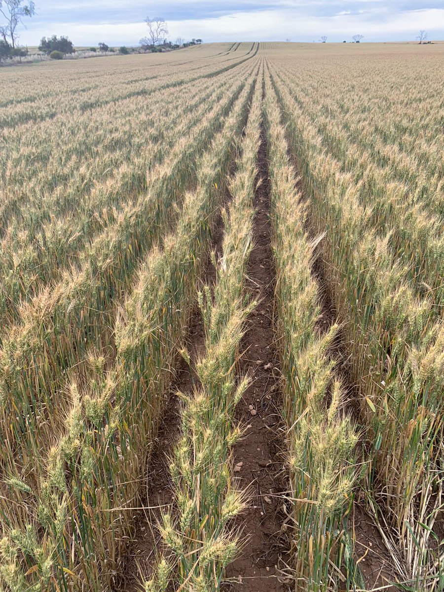 Recent rains through the Lower North of SA have continued the potential of #wheat from Grace Plains through to Stockport. 3 photos below of Scepter and one of some beardless soft wheat