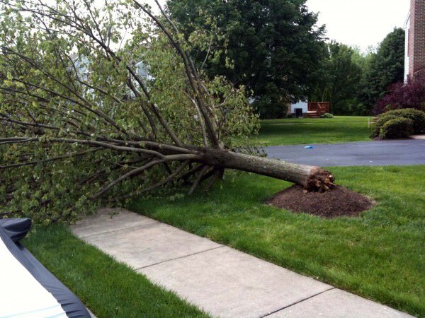 <a href="/rathrbinagarden/">Anne  Howatt</a> <a href="/Friends_Monarch/">Friends of Monarch Park</a> <a href="/PaulaFletcherTO/">Paula Fletcher</a> <a href="/TorontoPFR/">City of Toronto PFR</a> <a href="/UrbForestCrimes/">Urban Forest Crimes</a> <a href="/OUFC_Canada/">Ontario Urban Forest Council</a> <a href="/Park_People/">Park People / Ami·es des parcs</a> wonder if they realize THIS will be the end result?