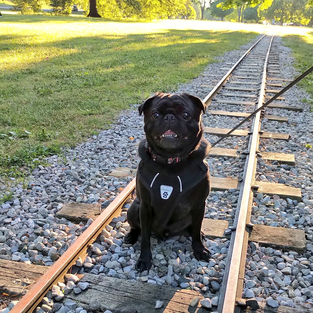 ChiefBillHunter's tweet photo. Happy #NationalPugDay Dozer! https://t.co/W9XxpPNhHX