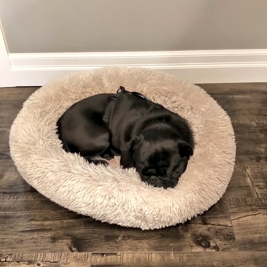 Happy #NationalPugDay Dozer!