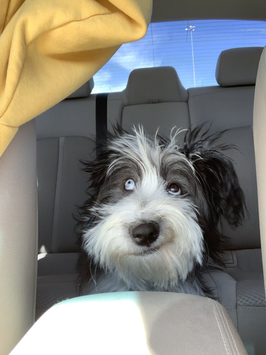 taylorglatzer_'s tweet photo. My dog really look like a whole cartoon in this. She said 🤔🤔 https://t.co/Gd6POO9hMW