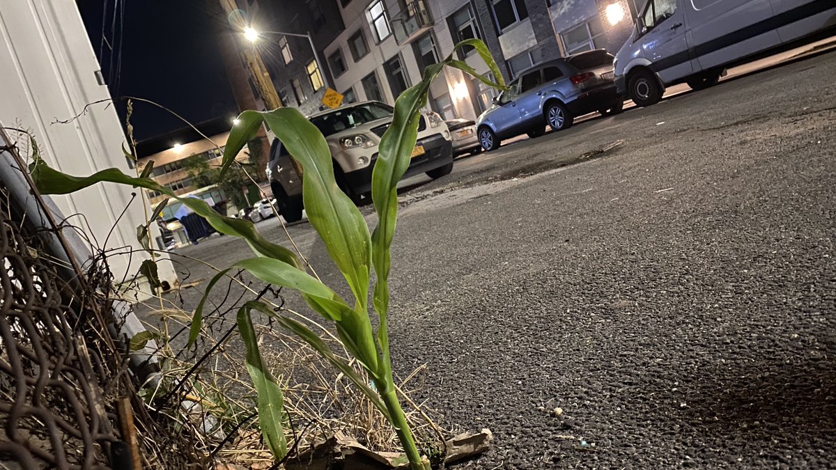 NotABombBunkE's tweet photo. On yesterday's visit to Wakko, the Vitagraph @CurbCorn, you can see the old smokestack in the background. 

Developed by the American Vitagraph Company, the studio was a competitor to Edison's film studios. 

Eventually it was bought by @wbpictures.

https://t.co/v8wAYwSTrV https://t.co/pL36lMV3Z9